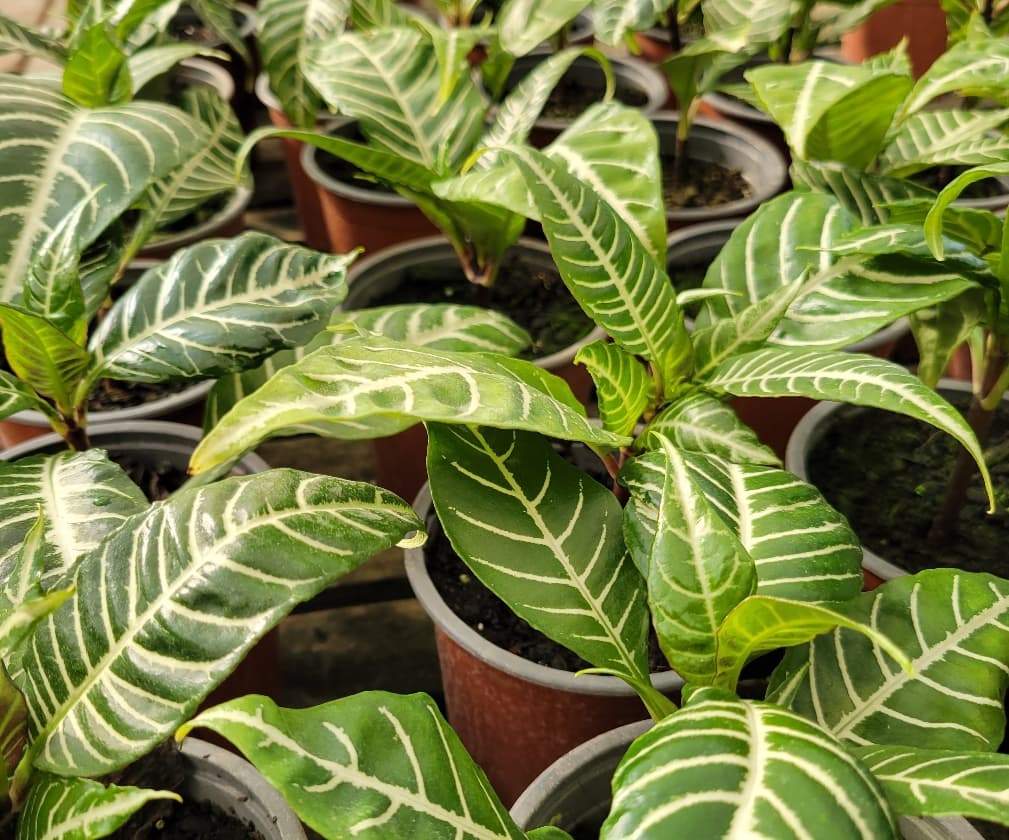 Aphelandra