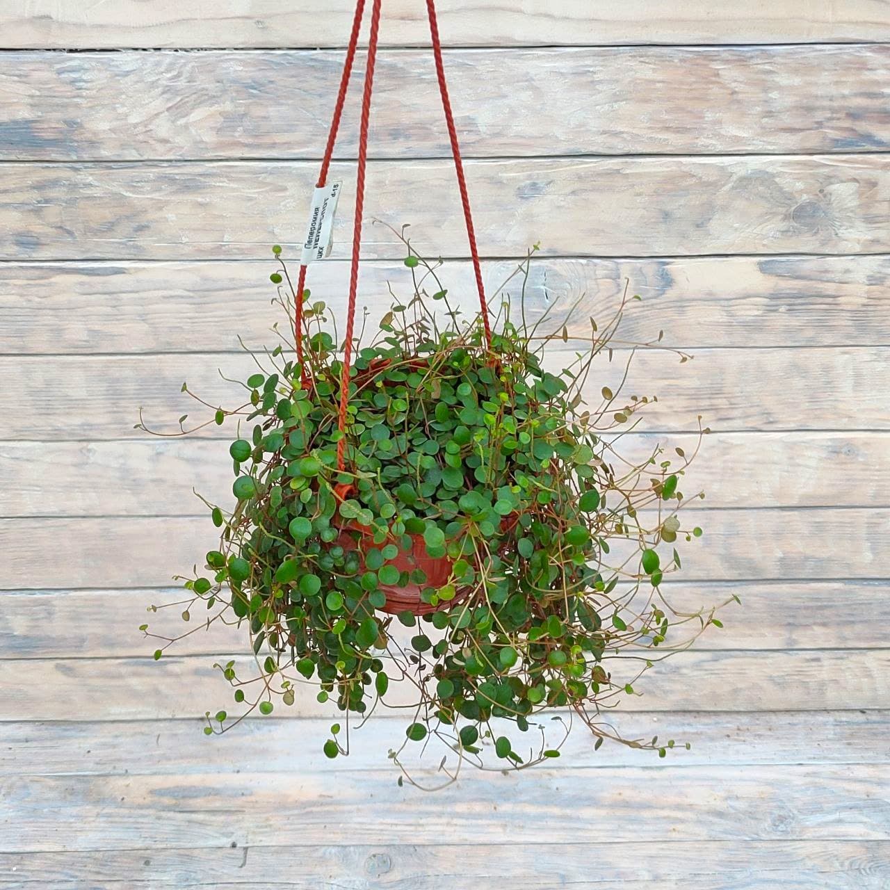 Peperomia Pepperspot