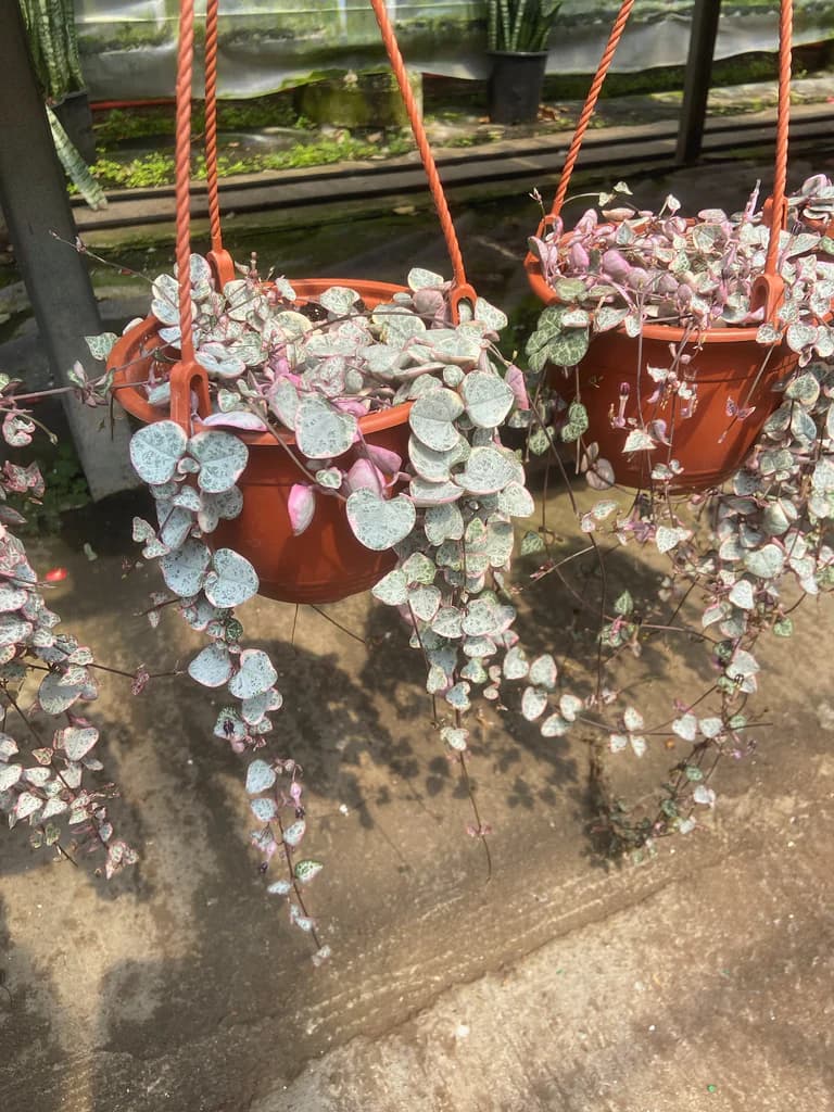 Ceropegia Woody Variegada