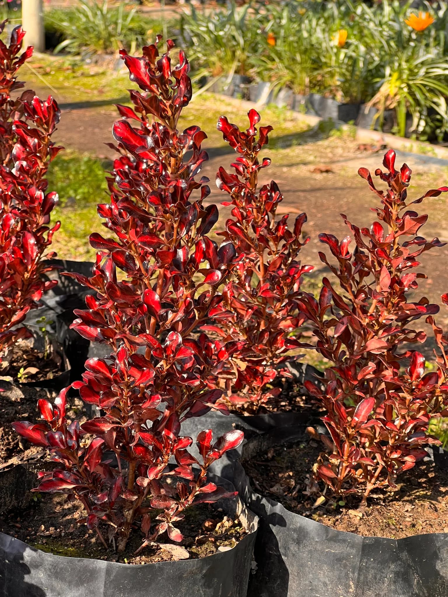 Croposma Rojo